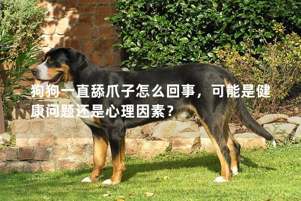 狗狗一直舔爪子怎么回事，可能是健康問題還是心理因素？