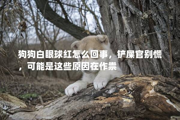 狗狗白眼球紅怎么回事，鏟屎官別慌，可能是這些原因在作祟