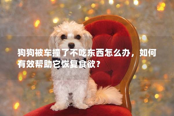 狗狗被車撞了不吃東西怎么辦，如何有效幫助它恢復食欲？