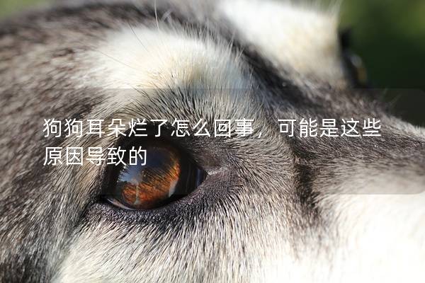 狗狗耳朵爛了怎么回事，可能是這些原因導致的