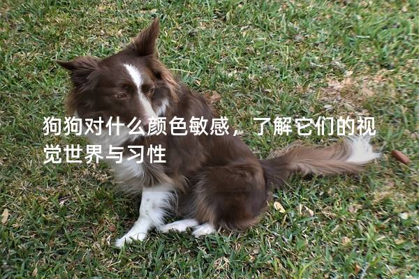 狗狗對什么顏色敏感,了解它們的視覺世界與習(xí)性 狗狗對什么顏色敏感,了解它們的視覺世界與習(xí)性