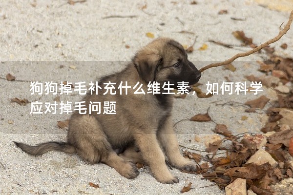 狗狗掉毛補充什么維生素，如何科學應對掉毛問題