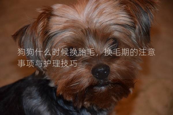 狗狗什么時候換胎毛,換毛期的注意事項與護理技巧 狗狗什么時候換胎毛,換毛期的注意事項與護理技巧