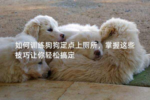 如何訓練狗狗定點上廁所，掌握這些技巧讓你輕松搞定