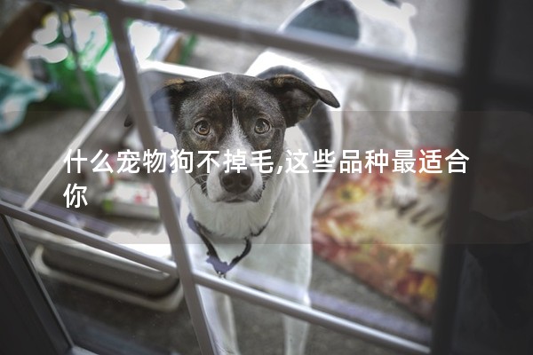 什么寵物狗不掉毛,這些品種最適合你 什么寵物狗不掉毛,這些品種最適合你