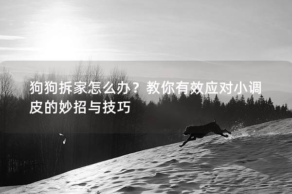 狗狗拆家怎么辦？教你有效應對小調(diào)皮的妙招與技巧