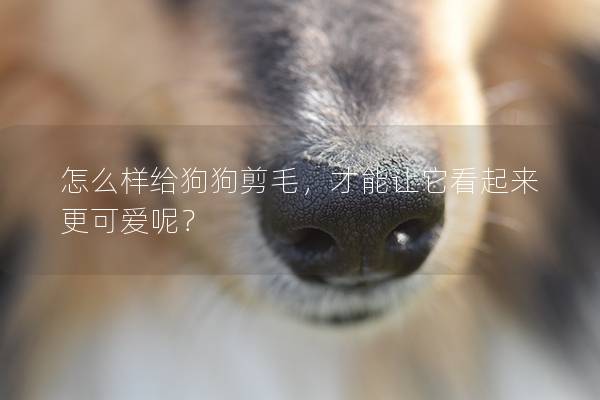 怎么樣給狗狗剪毛，才能讓它看起來更可愛呢？