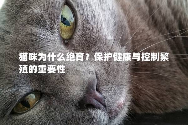 貓咪為什么絕育？保護(hù)健康與控制繁殖的重要性