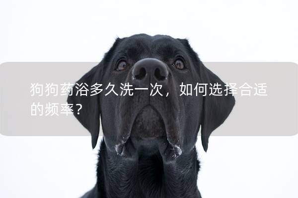 狗狗藥浴多久洗一次，如何選擇合適的頻率？