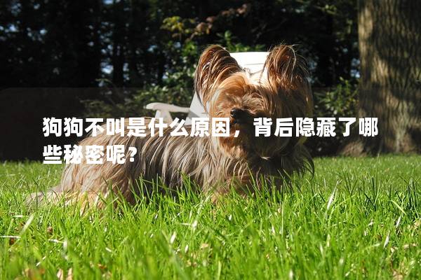 狗狗不叫是什么原因，背后隱藏了哪些秘密呢？