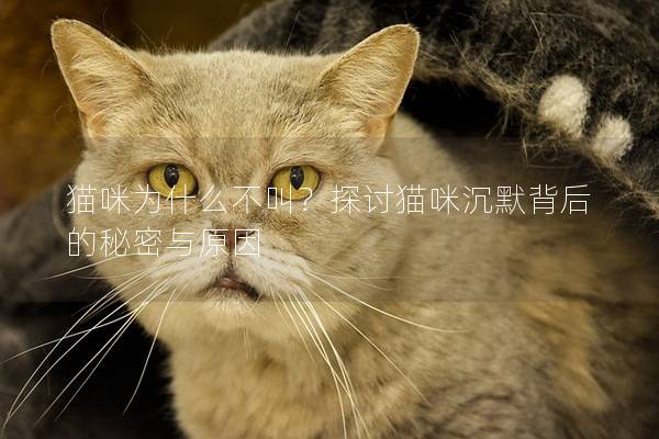 貓咪為什么不叫？探討貓咪沉默背后的秘密與原因