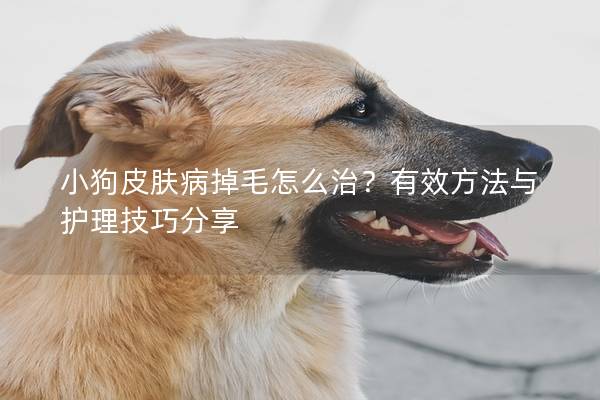 小狗皮膚病掉毛怎么治？有效方法與護理技巧分享