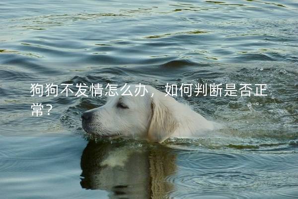 狗狗不發情怎么辦，如何判斷是否正常？