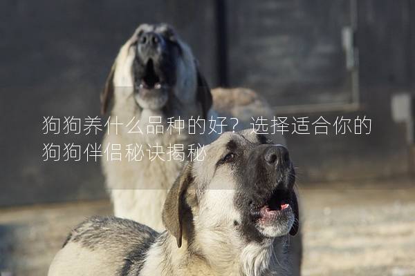 狗狗養(yǎng)什么品種的好？選擇適合你的狗狗伴侶秘訣揭秘