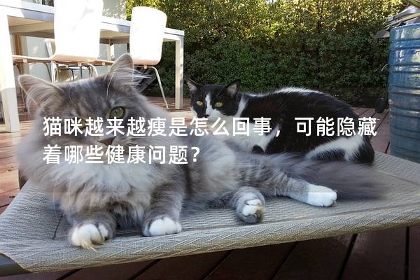 貓咪越來越瘦是怎么回事，可能隱藏著哪些健康問題？