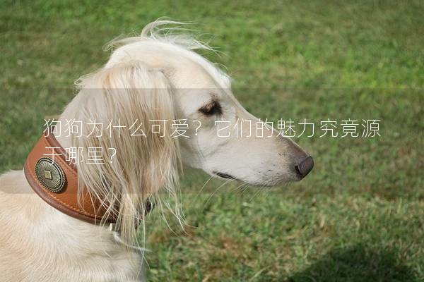 狗狗為什么可愛？它們的魅力究竟源于哪里？
