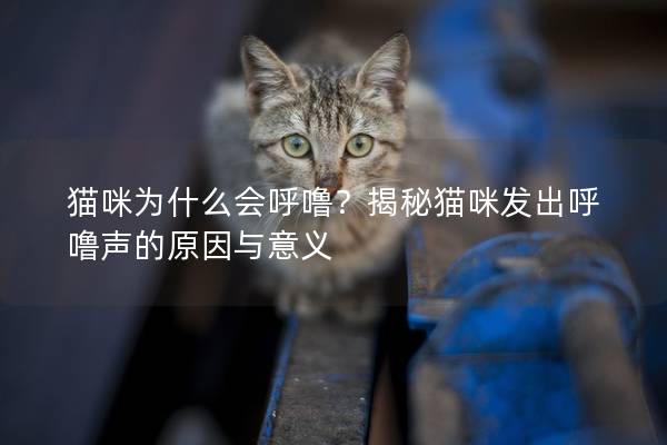 貓咪為什么會(huì)呼嚕？揭秘貓咪發(fā)出呼嚕聲的原因與意義
