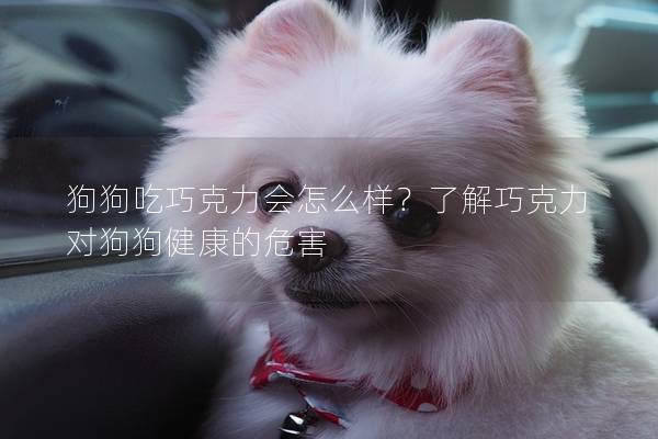 狗狗吃巧克力會怎么樣？了解巧克力對狗狗健康的危害