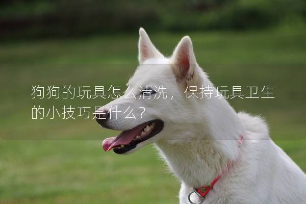 狗狗的玩具怎么清洗，保持玩具衛生的小技巧是什么？