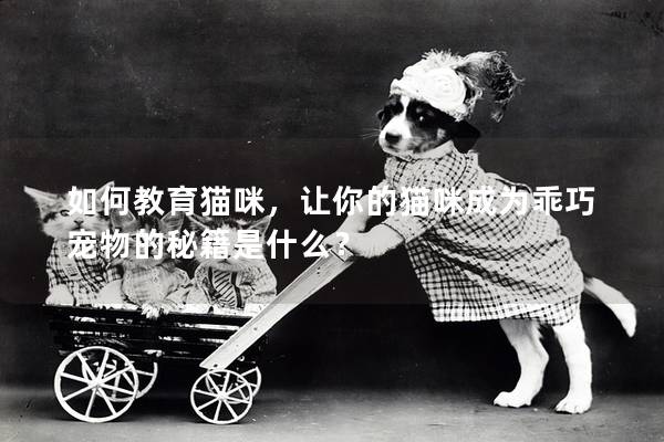 如何教育貓咪，讓你的貓咪成為乖巧寵物的秘籍是什么？
