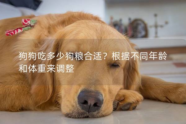 狗狗吃多少狗糧合適？根據不同年齡和體重來調整