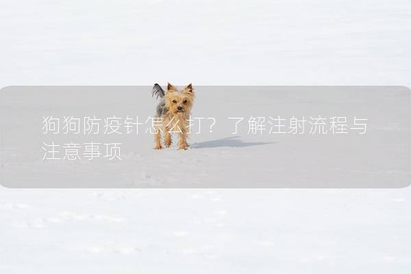 狗狗防疫針怎么打？了解注射流程與注意事項