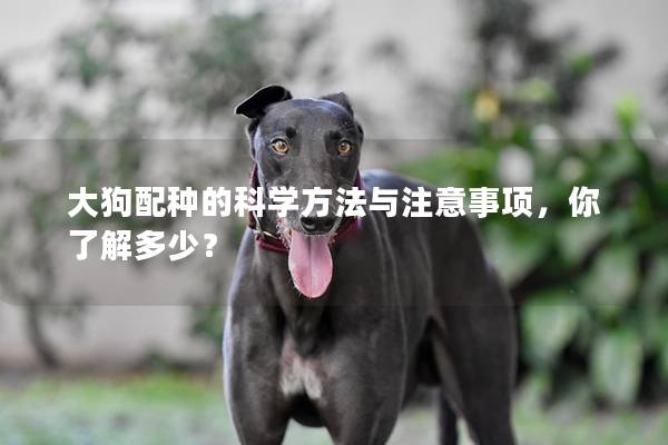 大狗配種的科學(xué)方法與注意事項(xiàng)，你了解多少？