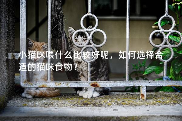 小貓咪喂什么比較好呢，如何選擇合適的貓咪食物？