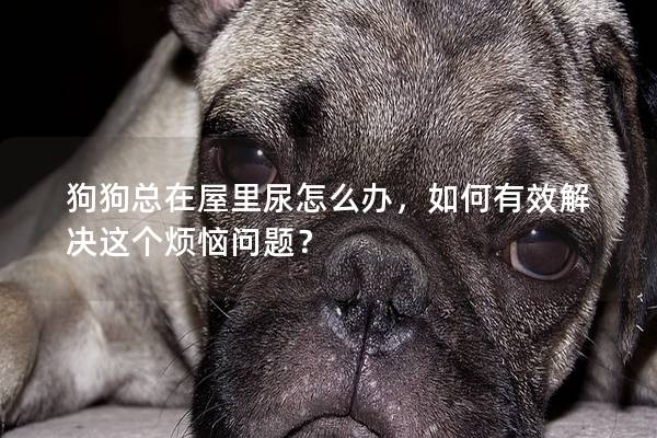 狗狗總在屋里尿怎么辦，如何有效解決這個煩惱問題？
