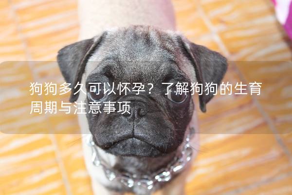 狗狗多久可以懷孕？了解狗狗的生育周期與注意事項(xiàng)