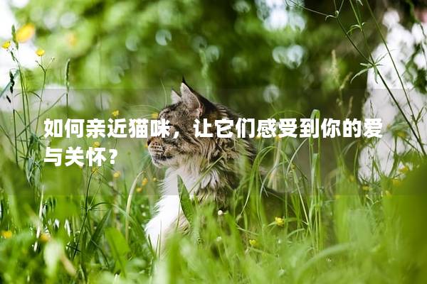 如何親近貓咪，讓它們感受到你的愛(ài)與關(guān)懷？