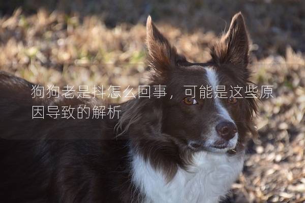 狗狗老是抖怎么回事，可能是這些原因導致的解析