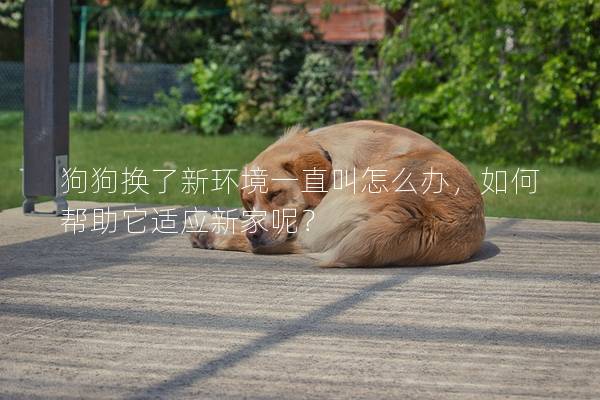 狗狗換了新環境一直叫怎么辦,如何幫助它適應新家呢? 狗狗換了新環境一直叫怎么辦,如何幫助它適應新家呢?