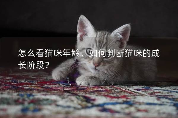 怎么看貓咪年齡，如何判斷貓咪的成長階段？