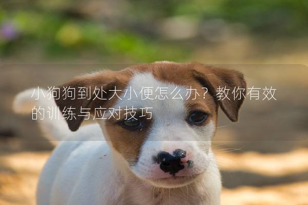 小狗狗到處大小便怎么辦？教你有效的訓練與應對技巧