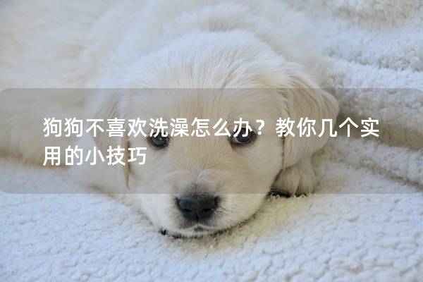 狗狗不喜歡洗澡怎么辦？教你幾個實用的小技巧
