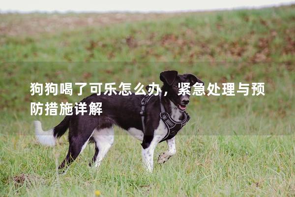 狗狗喝了可樂怎么辦，緊急處理與預防措施詳解