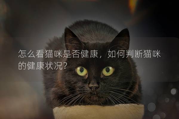 怎么看貓咪是否健康，如何判斷貓咪的健康狀況？