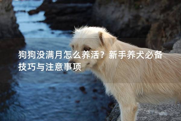 狗狗沒滿月怎么養活？新手養犬必備技巧與注意事項