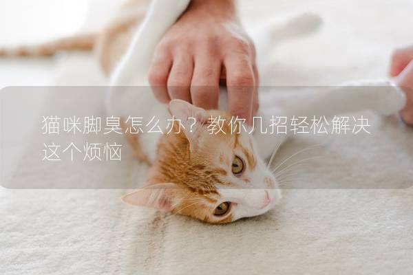 貓咪腳臭怎么辦？教你幾招輕松解決這個(gè)煩惱