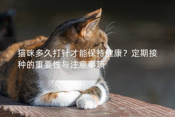 貓咪多久打針才能保持健康？定期接種的重要性與注意事項