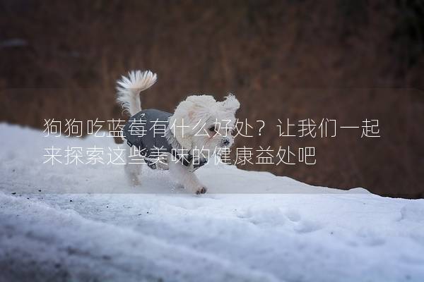 狗狗吃藍(lán)莓有什么好處？讓我們一起來(lái)探索這些美味的健康益處吧