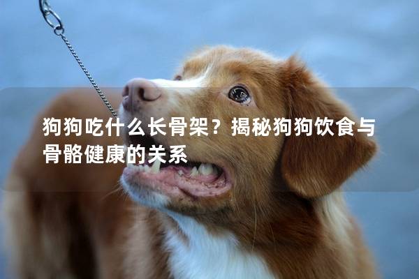 狗狗吃什么長骨架？揭秘狗狗飲食與骨骼健康的關系