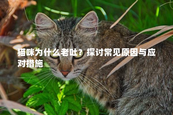 貓咪為什么老吐？探討常見原因與應對措施