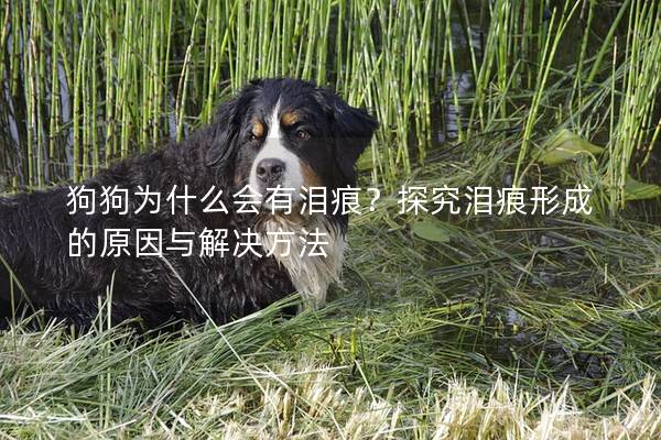 狗狗為什么會有淚痕？探究淚痕形成的原因與解決方法