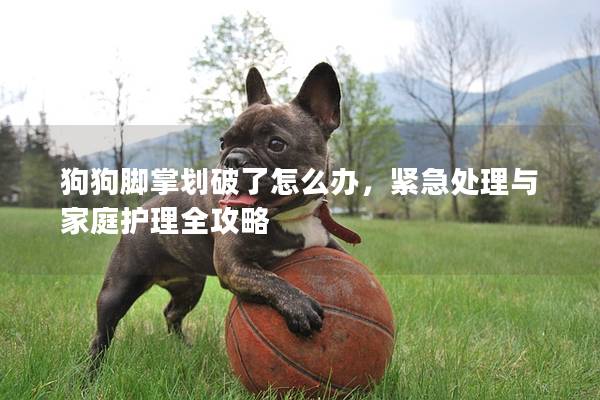 狗狗腳掌劃破了怎么辦，緊急處理與家庭護理全攻略