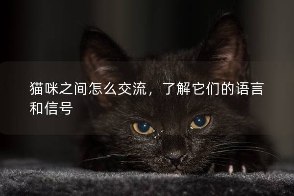 貓咪之間怎么交流，了解它們的語言和信號