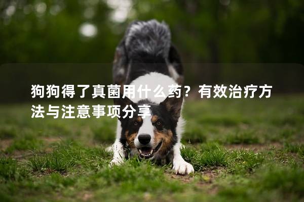 狗狗得了真菌用什么藥？有效治療方法與注意事項分享