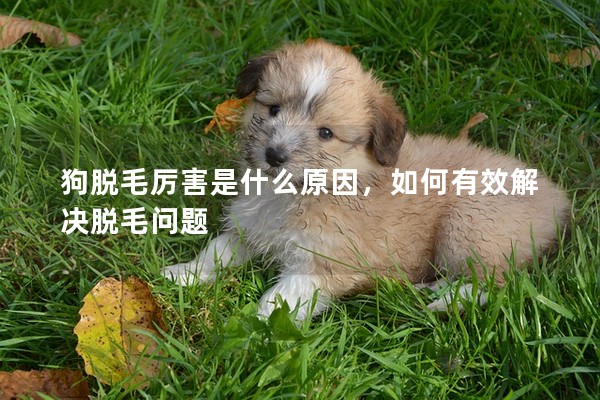 狗脫毛厲害是什么原因,如何有效解決脫毛問題 狗脫毛厲害是什么原因,如何有效解決脫毛問題
