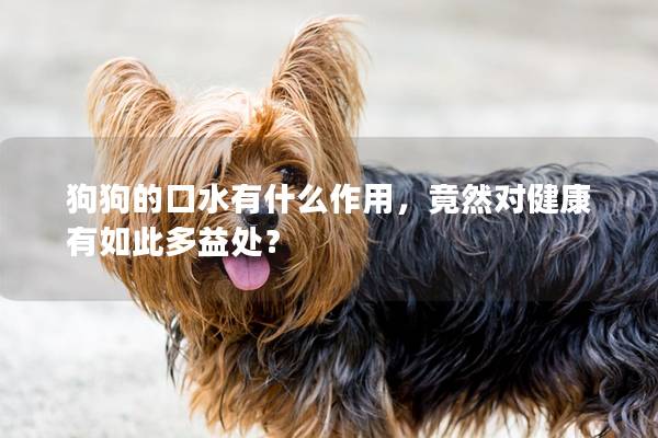 狗狗的口水有什么作用，竟然對健康有如此多益處？